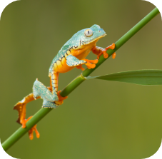 Fringed Leaf Frog